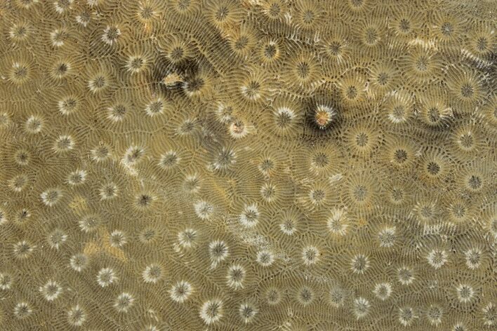 Polished Fossil Rugose Coral Slab - Morocco #276082